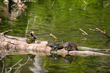 turtles resting n the wood