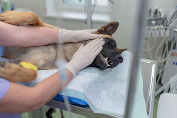 Veterinary doctors conducting surgery. A dog is under anesthesia. Close-up of anesthetized dog's head during surgery.woman vet caressing dog's head after surgery.