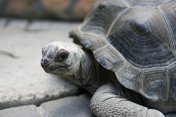 Head of tortoise 