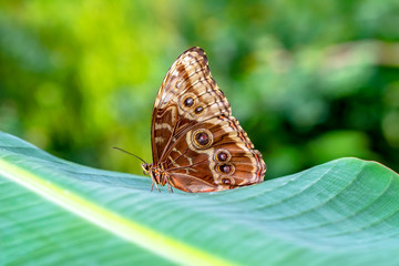 Fototapeta premium Blue Morpho, Morpho peleides, big butterfly sitting on green leaves, beautiful insect in the nature habitat