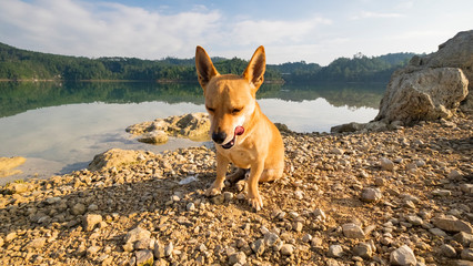Portrait of cute jack russell terrier by the lake