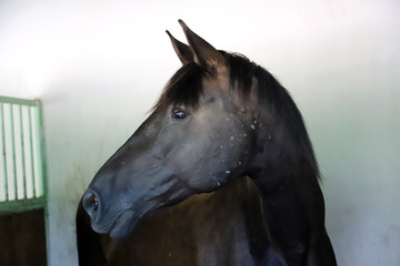 Beautiful young curious horse standing in the stable.