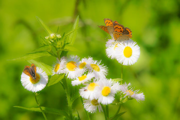 ハルジオンとベニシジミ