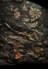 Flowers, stalks and leaves of ancient prehistoric plants have hardened in a piece of stone coal and have been got through many millions of years.