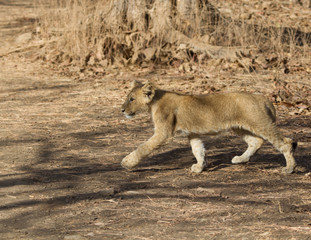 Naklejka na ściany i meble Asiatic Lion Cub in India