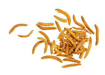 Dried mealworms, larvae of Tenebrio molitor. Edible insects here crisped and barbecue flavour. Isolated on white background. Protein.