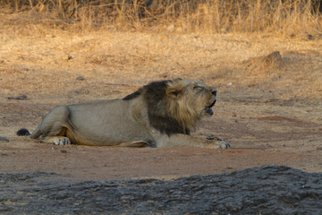 Majestic Asiatic Lion 