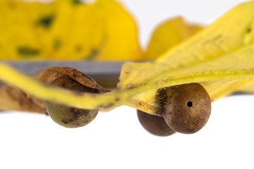 marple leaf with galls one opened by the insect