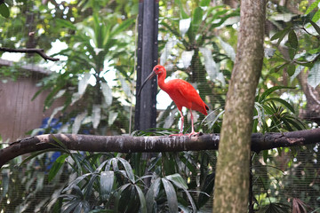 Scarlet ibis or 