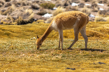 Vicuna Andes mammals grazing pasture at Andes mountains Altiplano meadows, a tranquil wild life scene in the outdoors. Amazing seeing the animals in the wild with its freedom
