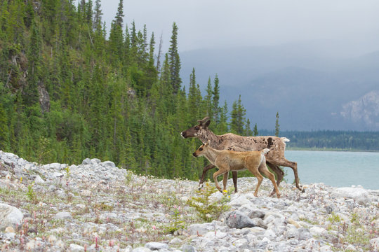 Caribou Female And Calf In The Yukon