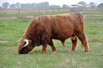 Schottische Hochlandrinder