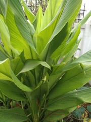 Fresh green leaves of turmeric plant in the garden