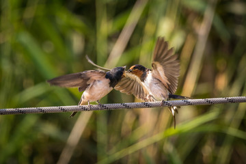 Schwalben - Rauchschwalben F&uuml;tterung auf Seil
