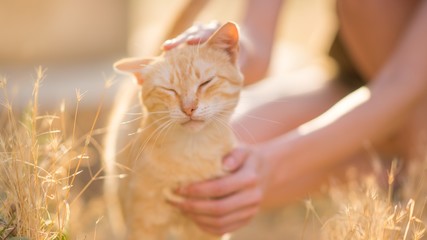 female hand stroking a cat on the head in a summer sunny garden