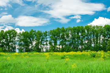 green meadow and trees on a background of clouds