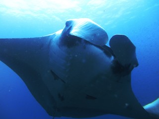 Silhouette Manta Ray fish the sea © ake