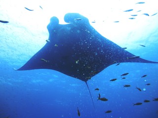 Silhouette picture Manta Ray fish in sea © ake