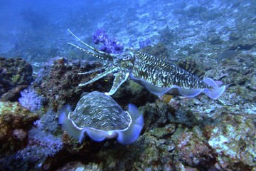 fish in the sea