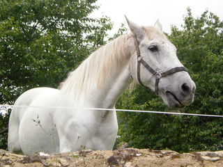 Beautiful Purebred White Blood Horse In Asturias. July 5, 2010. Asturias, Spain, Europe. Travel Tourism Street Photography