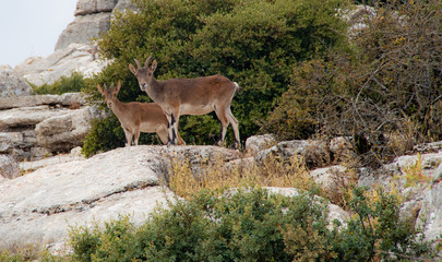 El Torcal, Andalucia, Spain