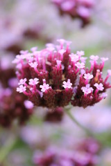 pink flowers in garden