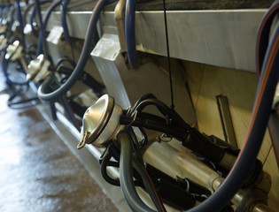 Close up of automatic milking cluster