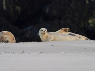 junge Seehunde auf Helgolands Düne