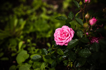 beautiful shrub roses in the garden.Pink pale roses bush over summer garden or park nature background. Roses garden, outdoor with sunshine and bokeh.Blossoming pink rose.