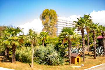 foggy summer warm morning in the subtropics