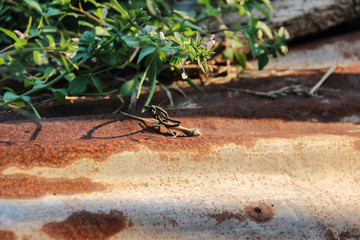 Rusted zinc and green leaves and evening light