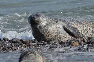 Seehund auf der Düne Helgoland