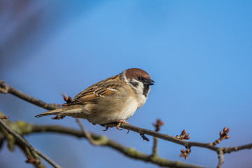 Feldsperling auf dem Ast