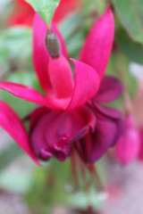 closeup of pink flower
