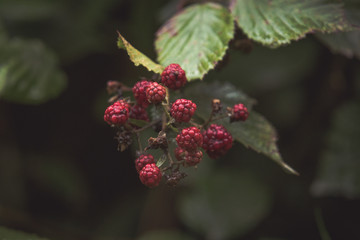 Raspberry fruits on a rainy autumn day