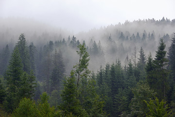 Romania foggy forest on mountain