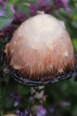 mushroom in forest