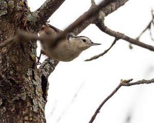 White Breasted Nuthatch