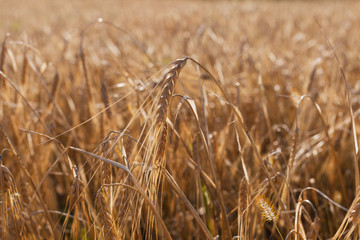 Harvested wheat field under blue sky
