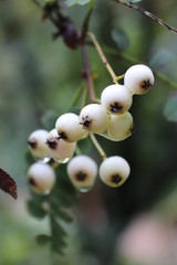 branch of currant