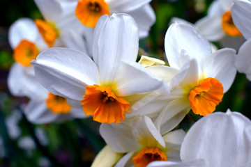 Narcissus