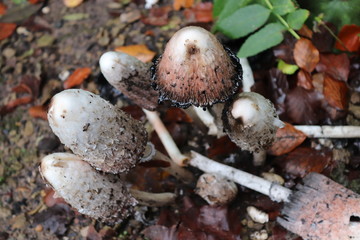 white mushrooms on the tree