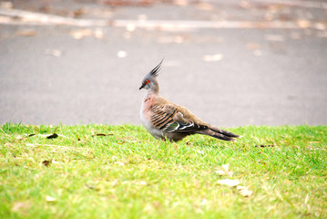 bird Dove on the ground 