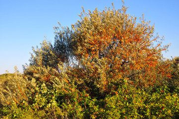 Fototapeta premium Sanddorn in Helgoland