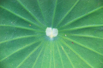 drops on green leaf