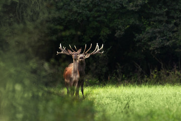 Red deer in rutting season
