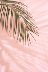 Summer beach day scene with tropical plams shadow on pink background. Minimal sunlight tropical arrangement.