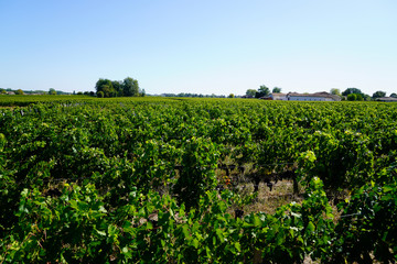 Fototapeta na wymiar Harvesting vineyard before harvest autumn season in Bordeaux Médoc