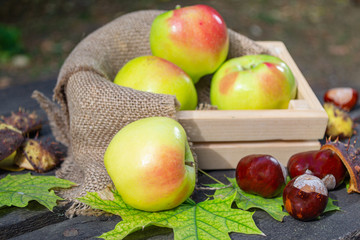 Apples in a wooden box. Maple leaves and chestnuts on an old wooden table in autumn Park.  Autumn background. Close up.