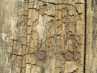 texture of bark of an old tree